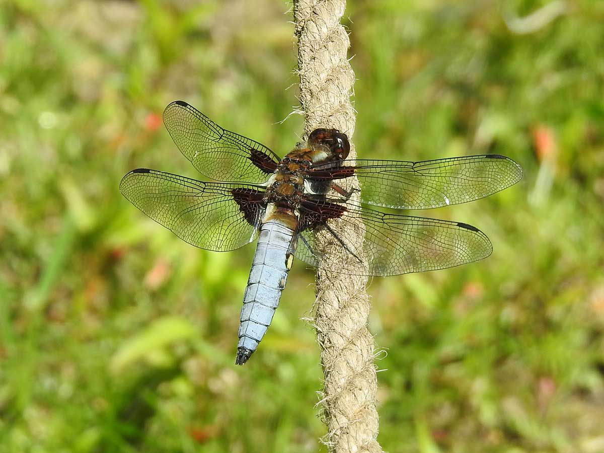 Libellula_depressa